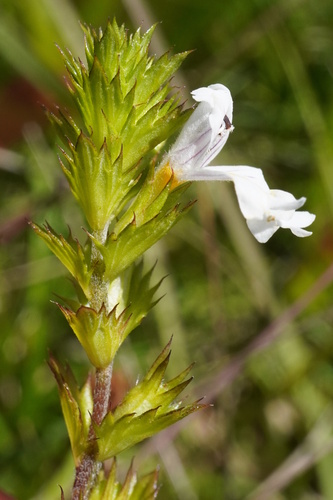 Image of Euphrasia picta by (c) Patrick Hacker, some rights reserved (CC BY)