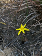 Pauridia curculigoides