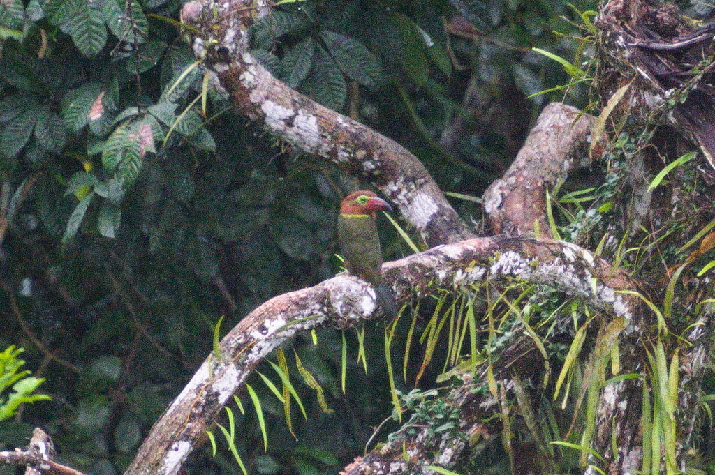 Golden-collared Toucanet (Green-billed)