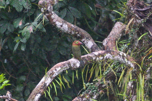 Golden-collared Toucanet