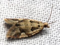 Euphona euphona