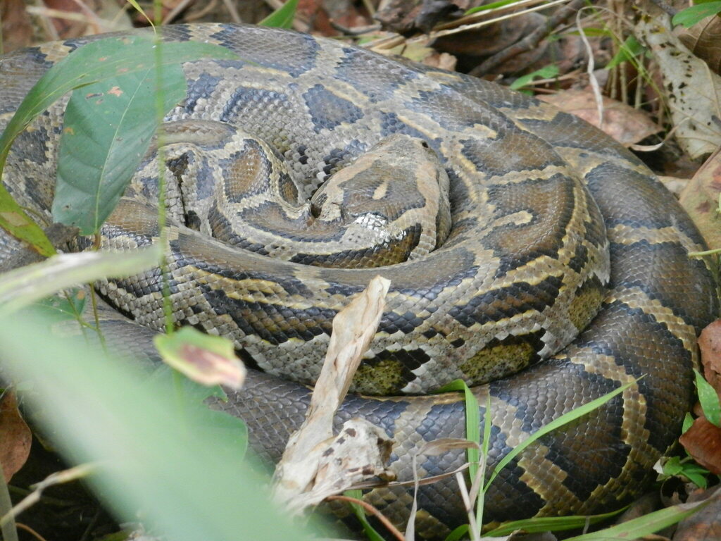 Burmese Python in February 2015 by comox. Chitwan NP, Nepal. Probably a ...