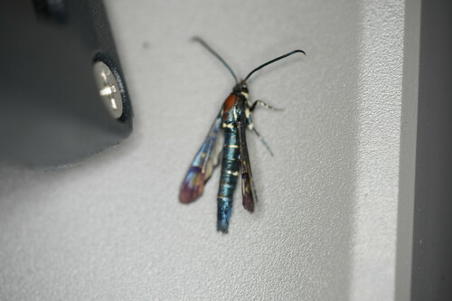Lesser Peachtree Borer Moth photo 5