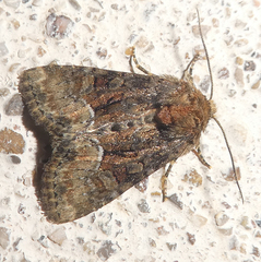 Oligia