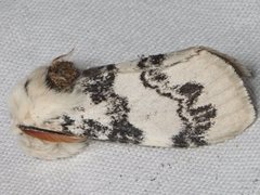 Iropoca rotundata