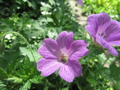 Geranium endressii