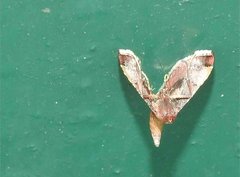 Endotricha olivacealis