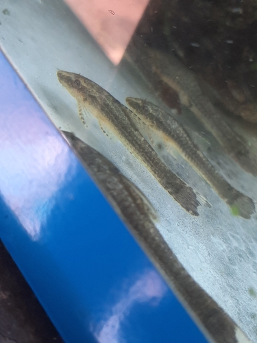 Black Pixy Catfish