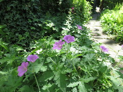 Geranium endressii