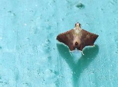 Endotricha olivacealis