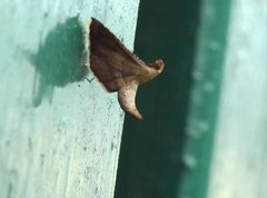 Endotricha olivacealis