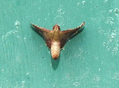 Endotricha olivacealis