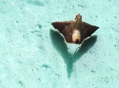 Endotricha olivacealis