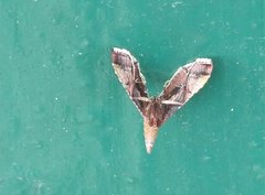 Endotricha olivacealis