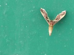 Endotricha olivacealis