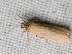Scoliacma pactolias