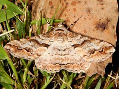 Gastrinodes bitaeniaria