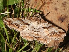 Gastrinodes bitaeniaria