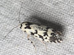 Lichenaula calligrapha