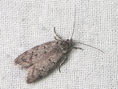 Ericrypsina chorodoxa