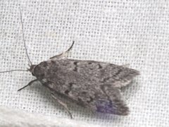 Ericrypsina chorodoxa