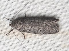 Ericrypsina chorodoxa