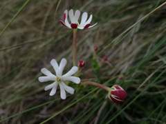Zaluzianskya maritima