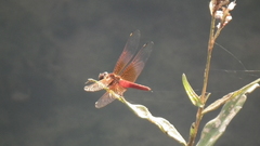Brachythemis lacustris
