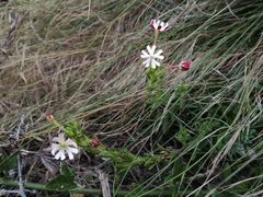 Zaluzianskya maritima