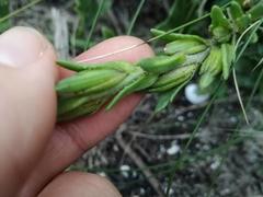 Zaluzianskya maritima