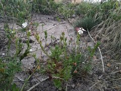 Zaluzianskya maritima