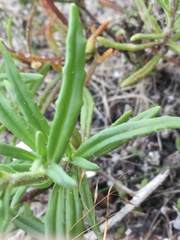 Zaluzianskya maritima