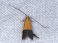 Crocanthes micradelpha