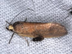 Delexocha ochrocausta