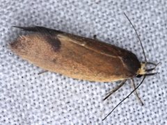 Delexocha ochrocausta