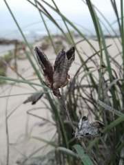 Gladiolus gueinzii