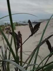 Gladiolus gueinzii