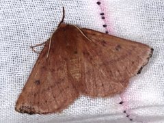 Anthela addita