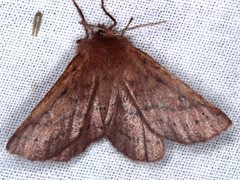Anthela addita