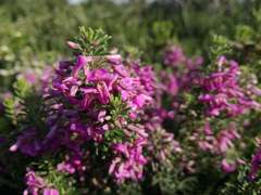 Indigofera sulcata