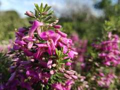Indigofera sulcata