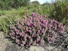 Indigofera sulcata