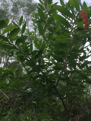 Citharexylum caudatum