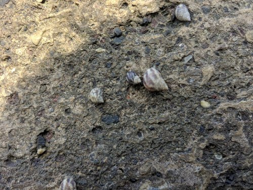 Littoraria undulata