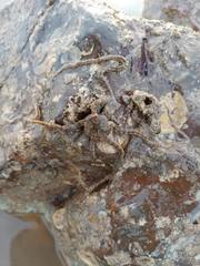 Macrophiothrix