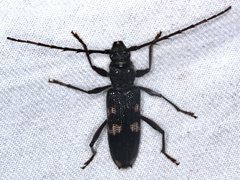 Phoracantha punctata