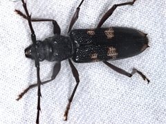 Phoracantha punctata