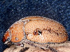 Anoplognathus velutinus