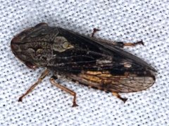 Stenocotis depressa