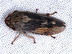 Stenocotis depressa